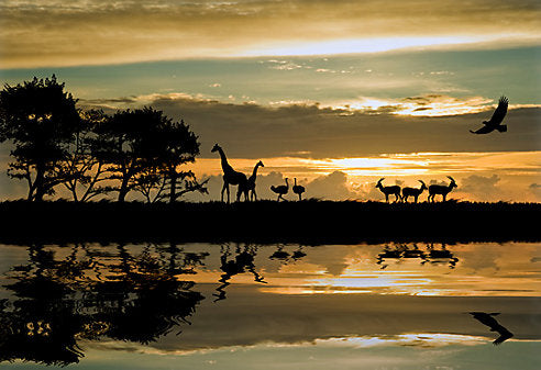 How to Plan a Budget-Friendly Safari - gmedia