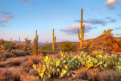 3 Surprising Places to see Fall or Colorful Foliage