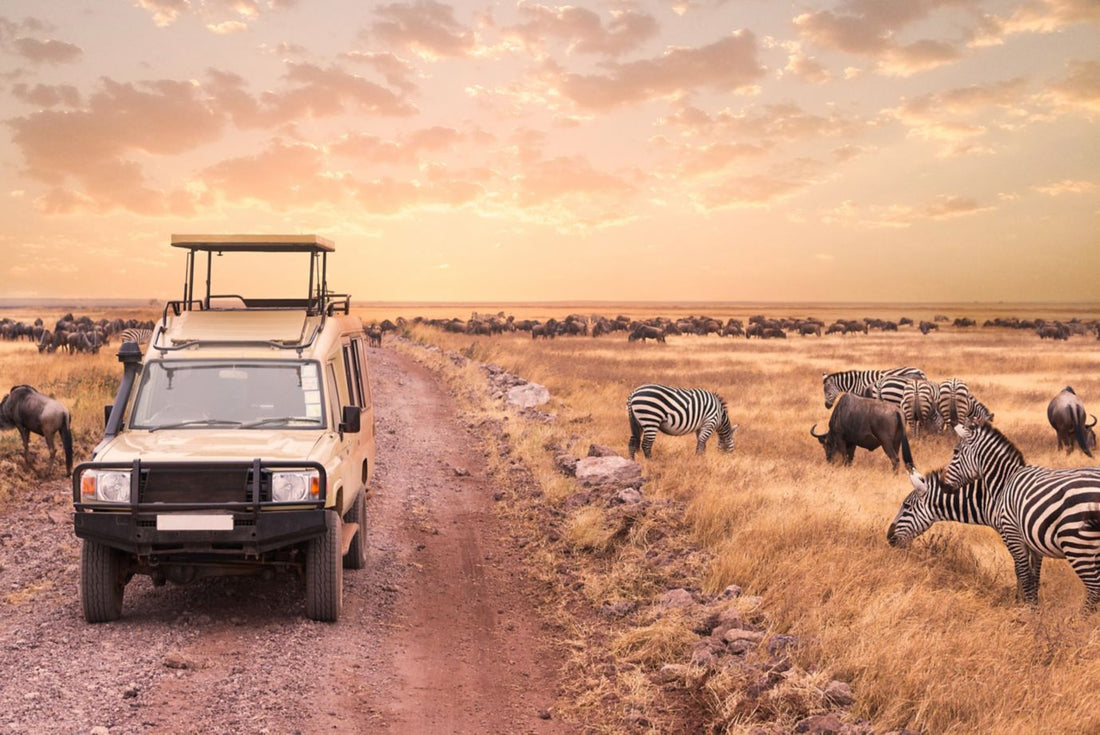 A game drive safari into the wildness animal in Serengeti National Park