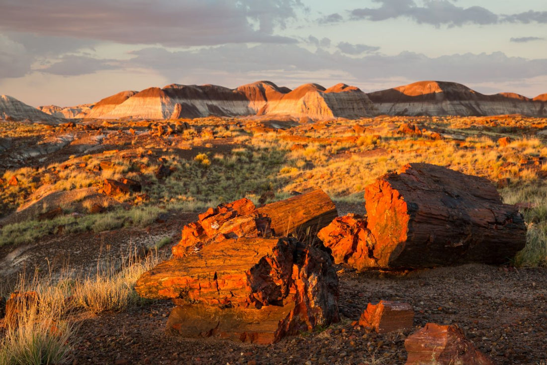Petrified Wood at Sunset Long Log Trail