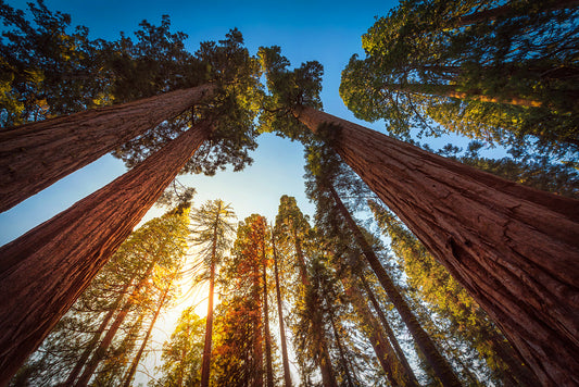 Beneath the Shadows Of the Past: Sequoia National Park