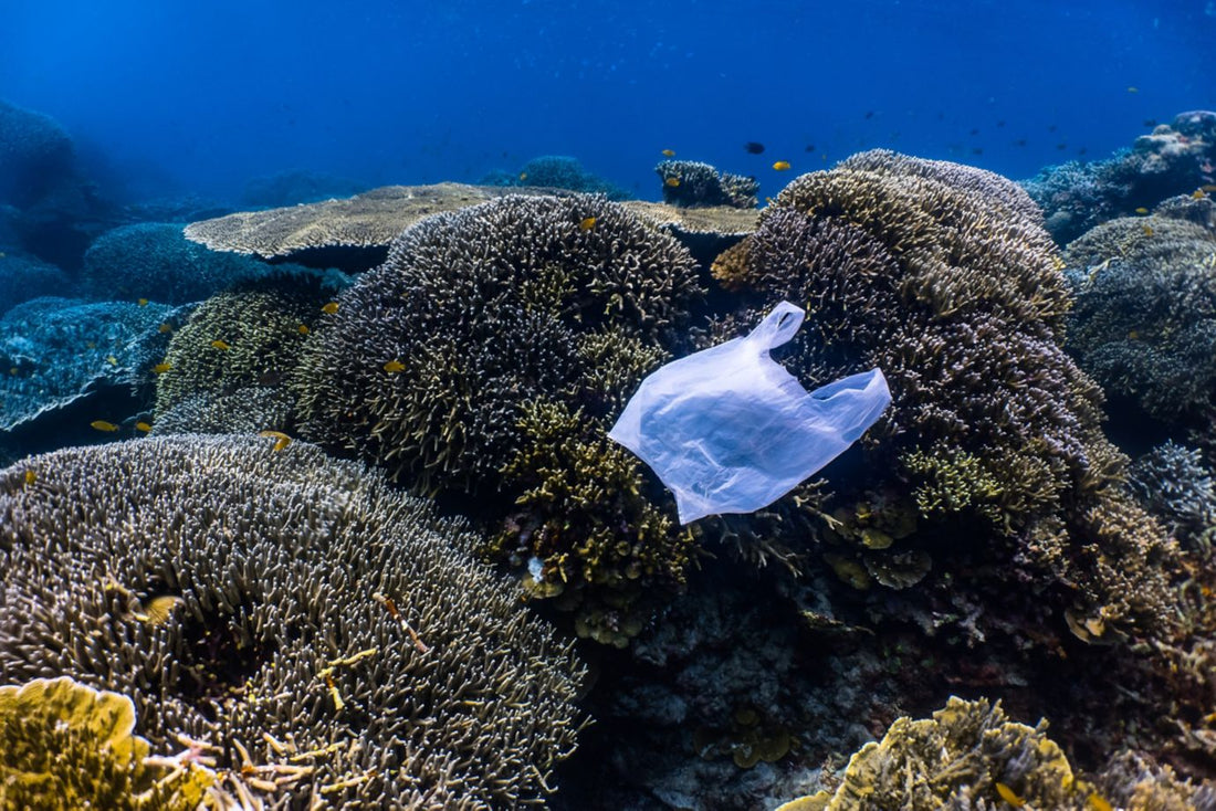 Single-use plastic floating above healthy sea corals