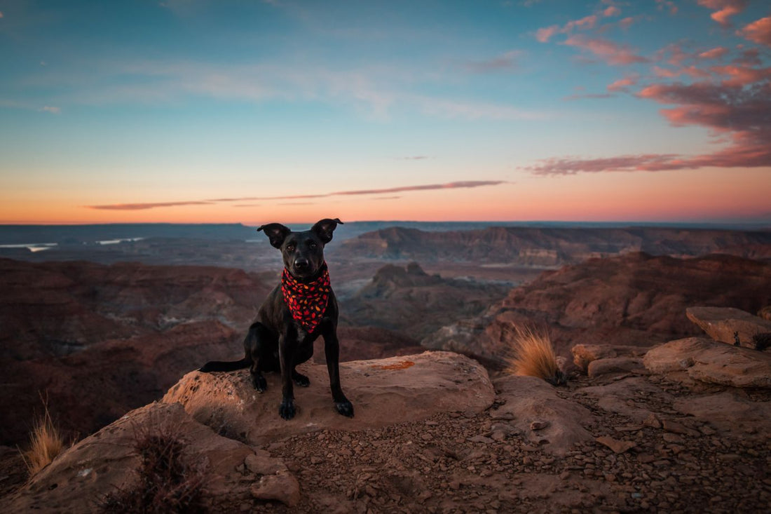 dog in national park