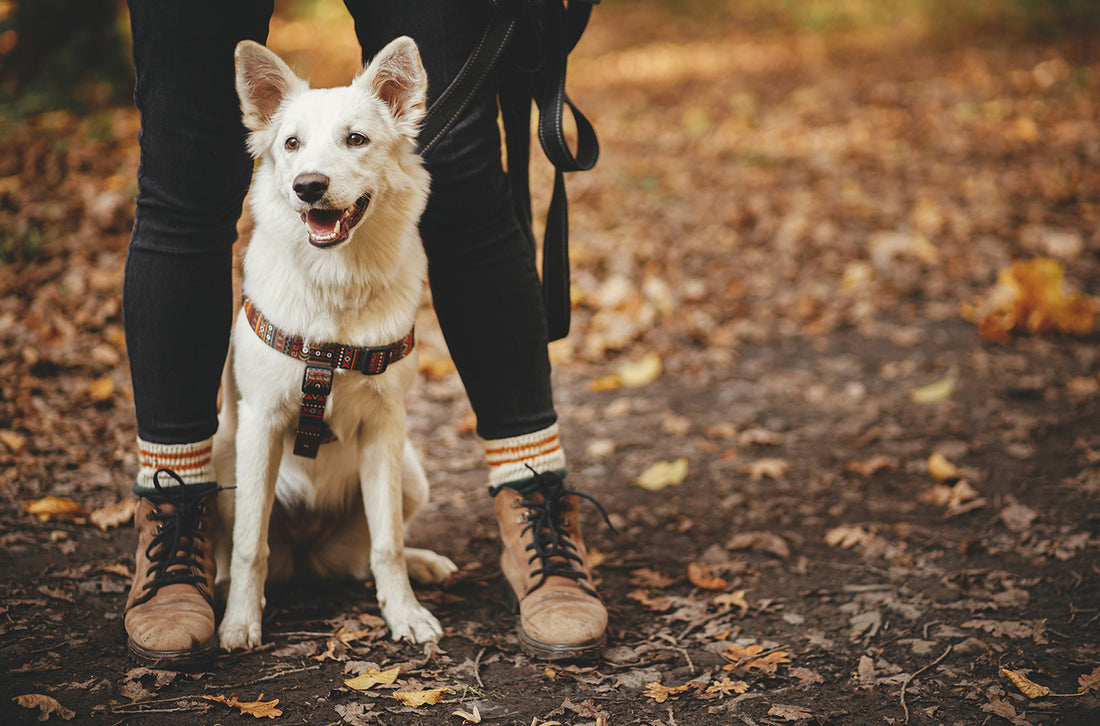Top 5 Dog-Friendly Hikes on the East Coast