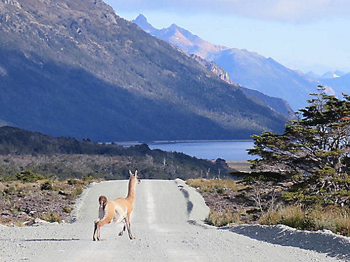 Fireland: On Location in Tierra Del Fuego