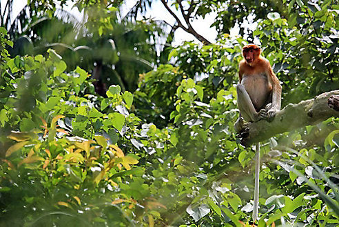 Here’s How You Can Travel to Borneo’s Richest Rainforests