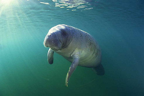 Here's Why America's Manatee Capital Should Be on Your Bucket List