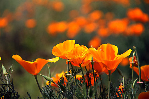 National Park Blooms: Where to See the Best Wildflowers