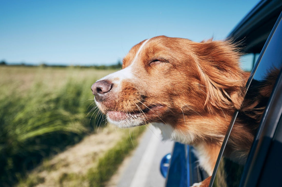 road tripping dog in car