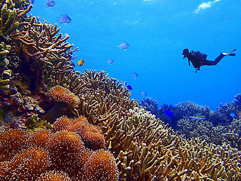 Unknown Found: How Scuba Diving in Japan Turned Me into an Environmentalist