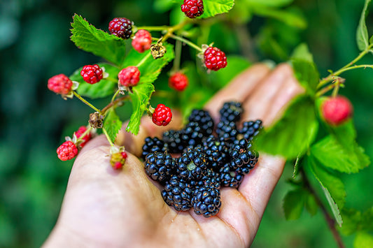 foraging